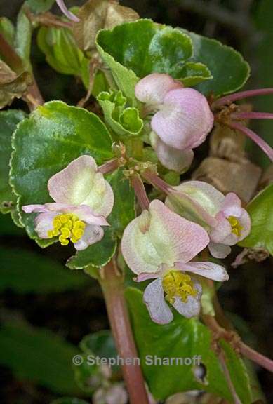 begonia cucullata 2 graphic